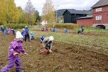 Potetprosjekt på Jørstadmoen skole