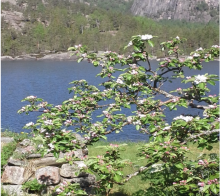 Et blomstrende frukttre. Foto: Ukjent